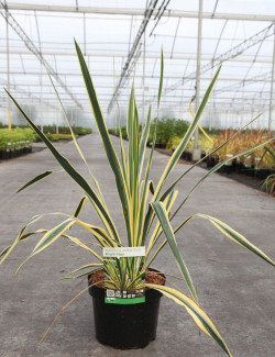 YUCCA filamentosa BRIGHT EDGE En pot de 4-5 litres