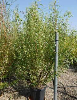 saule-tortueux-salix-babylonica-tortuosa-4.jpg