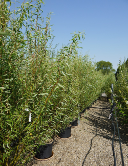 saule-tortueux-salix-babylonica-tortuosa-5.jpg