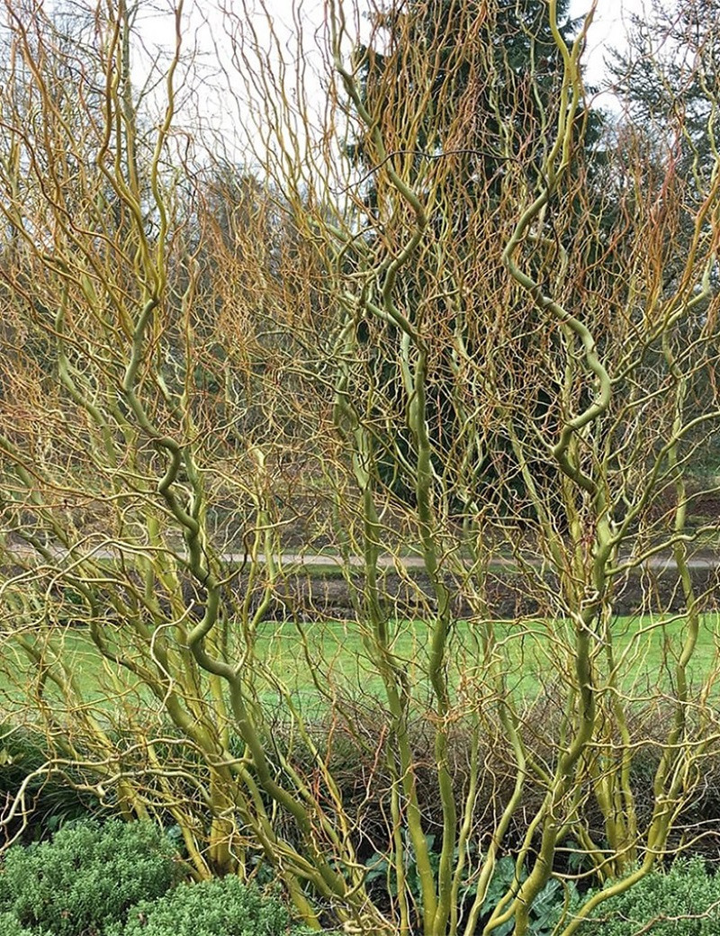 saule-tortueux-salix-babylonica-tortuosa.jpg