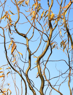 saule-tortueux-salix-babylonica-tortuosa-2.jpg