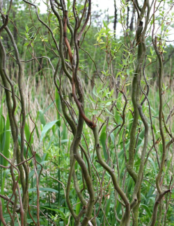 saule-tortueux-salix-babylonica-tortuosa-1.jpg