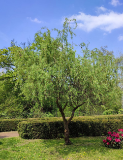 saule-tortueux-salix-babylonica-tortuosa-3.jpg