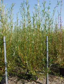 saule-blanc-chermesina-salix-alba-chermesina-3.jpg