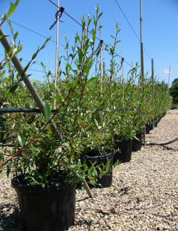 saule-blanc-chermesina-salix-alba-chermesina-4.jpg