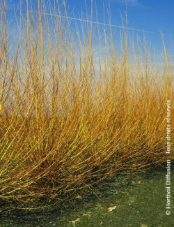 saule-blanc-chermesina-salix-alba-chermesina.jpg