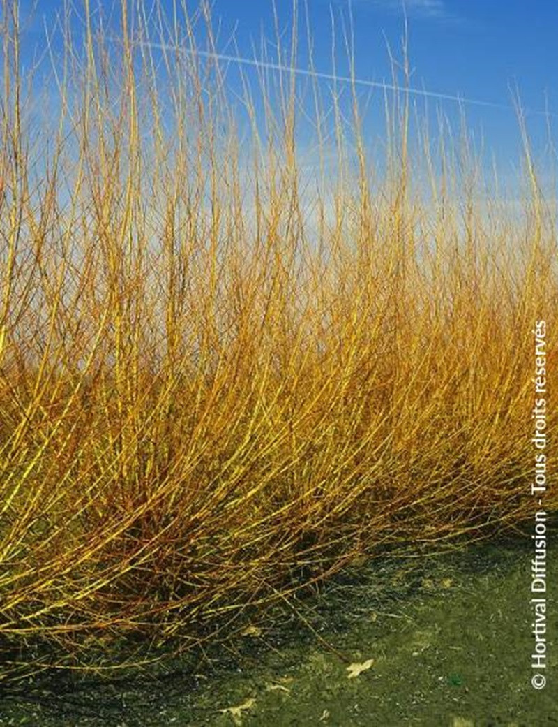 saule-blanc-chermesina-salix-alba-chermesina.jpg