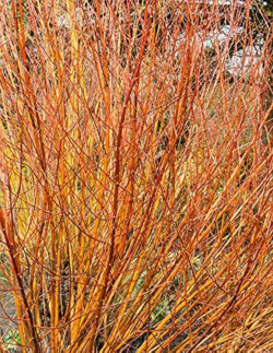 saule-blanc-chermesina-salix-alba-chermesina-1.jpg