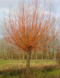 saule-blanc-chermesina-salix-alba-chermesina-2.jpg