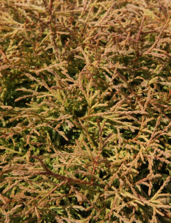 thuya-occidental-golden-tuffet-thuja-occidentalis-golden-tuffet.jpg