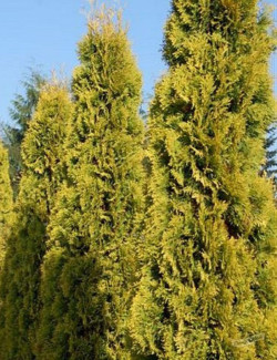 thuya-occidental-jantar-thuja-occidentalis-jantar-2.jpg
