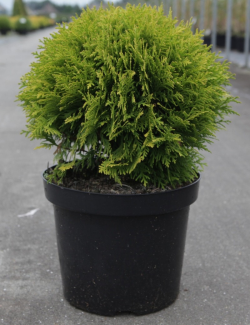 thuya-occidental-mirjam-thuja-occidentalis-mirjam-3.jpg