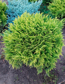 thuya-occidental-mirjam-thuja-occidentalis-mirjam-1.jpg
