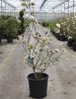 VIBURNUM burkwoodii ANNE RUSSELL En pot de 25-30 litres