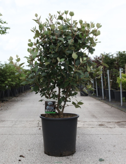VIBURNUM burkwoodii ANNE RUSSELL En pot de 25-30 litres