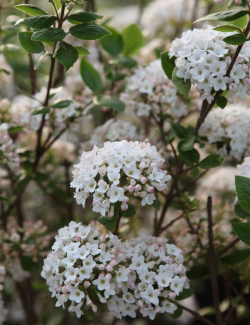 VIBURNUM burkwoodii ANNE RUSSELL
