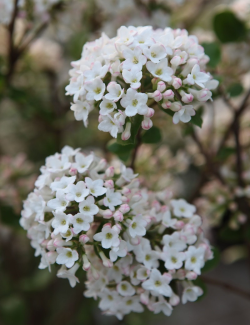 VIBURNUM burkwoodii ANNE RUSSELL