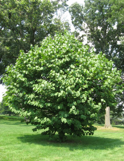 styrax-a-grandes-feuilles-styrax-obassia-1.jpg