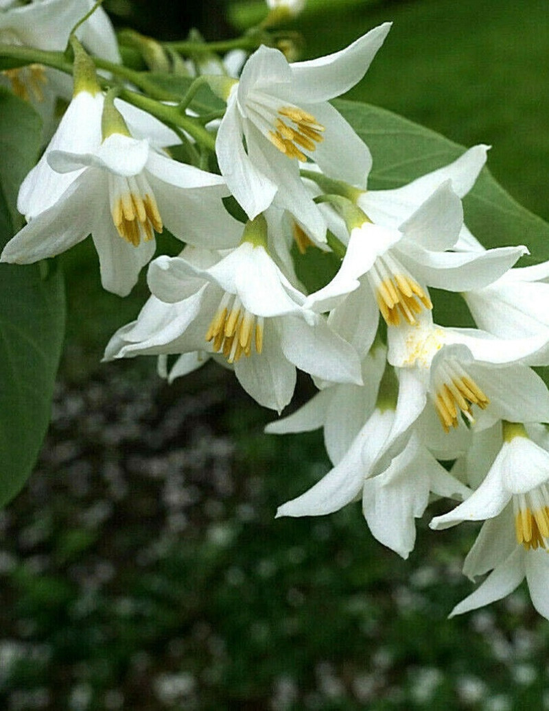 styrax-a-grandes-feuilles-styrax-obassia.jpg