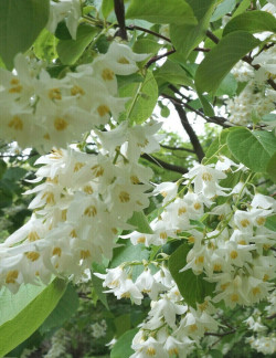 styrax-a-grandes-feuilles-styrax-obassia-2.jpg