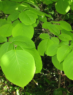 styrax-a-grandes-feuilles-styrax-obassia-3.jpg