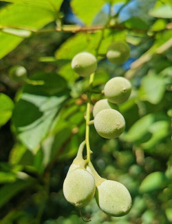 styrax-a-grandes-feuilles-styrax-obassia-4.jpg