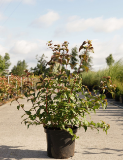 diervillee-kodiak-red-diervilla-splendens-kodiak-red-3.jpg