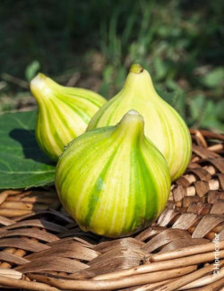 FIGUIER PANACHÉ