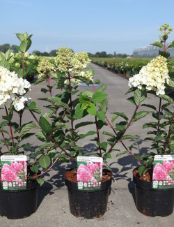 HYDRANGEA paniculata FRAMBOISINE En pot de 3-4 litres