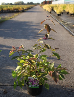CALLICARPA bodinieri PROFUSION En pot de 4-5 litres buisson hauteur 040-060 cm