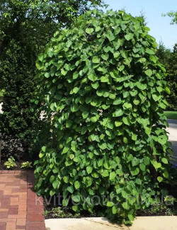 gainier-du-canada-cascading-hearts-cercis-canadensis-cascading-hearts-1.jpg