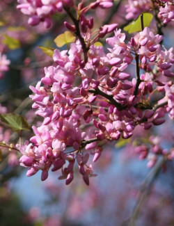 gainier-du-canada-eternal-flame-cercis-canadensis-eternal-flame-1.jpg