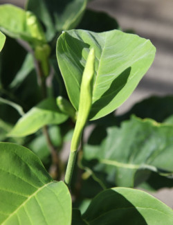 MAGNOLIA DAPHNE®