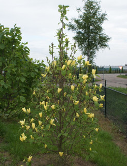 MAGNOLIA DAPHNE®