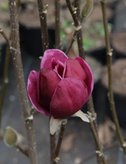 MAGNOLIA GENIE®