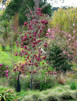 MAGNOLIA GENIE®