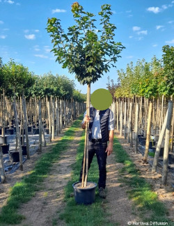 ACER platanoides GLOBOSUM En pot de 25-30 litres tige hauteur du tronc 190-210 cm circonférence du tronc 08-10 cm