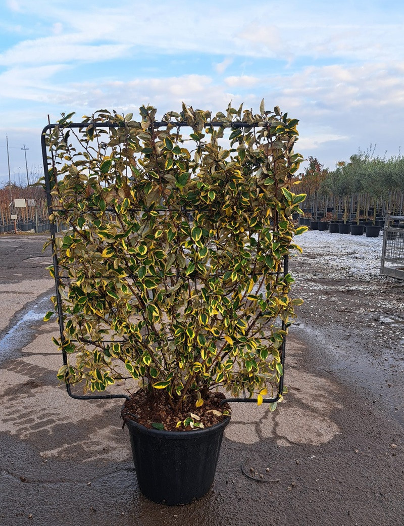 ELAEAGNUS ebbingei Gilt hedge En pot litres forme espalier