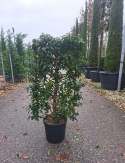 PRUNUS lusitanica En pot forme espalier
