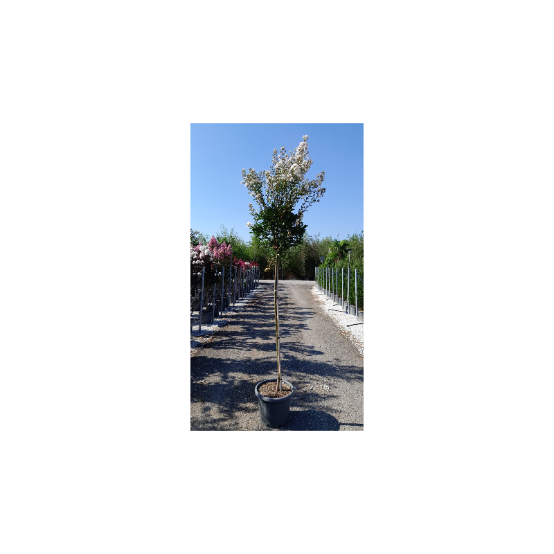 LAGERSTROEMIA En pot de 25-30 litres tige hauteur du tronc 130-140 cm