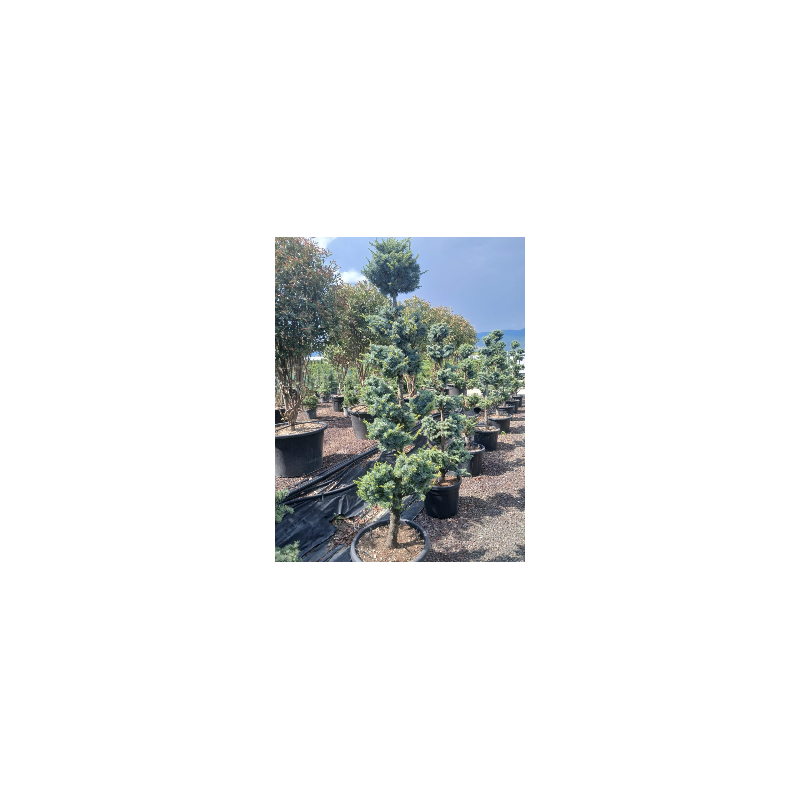 CEDRUS atlantica GLAUCA En pot forme pompons