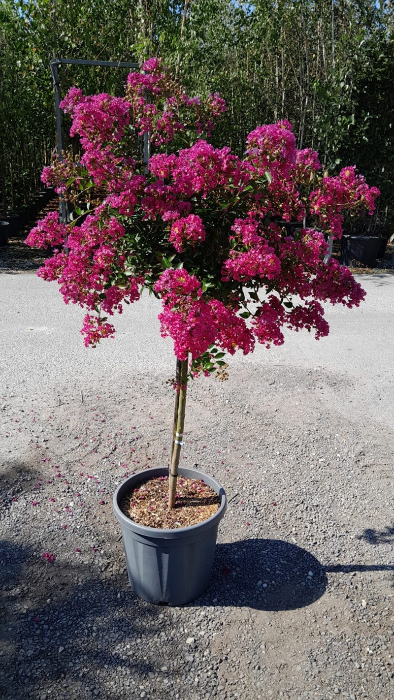 En pot de 20-25 litres tige hauteur du tronc 090-110 cm