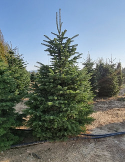 ABIES nordmanniana