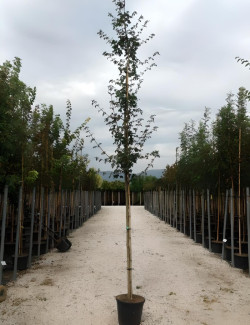 erable-champetre-acer-campestre-7.jpg