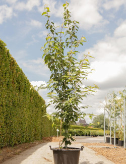 ACER davidii VIPER En pot de 50-70 litres buisson hauteur 200-250 cm