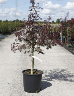 ACER palmatum DISSECTUM GARNET En pot de 15-20 litres buisson hauteur 080-100 cm