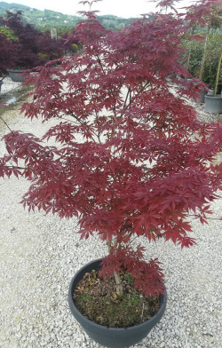 erable-du-japon-trompenburg-acer-palmatum-trompenburg-6.jpg