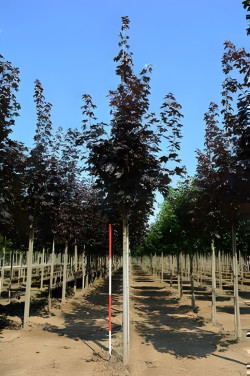 ACER platanoides CRIMSON KING Motte tige hauteur du tronc 190-210 cm circonférence du tronc 16-18 cm