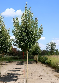ACER rubrum ARMSTRONG Motte tige hauteur du tronc 190-210 cm circonférence du tronc 18-20 cm