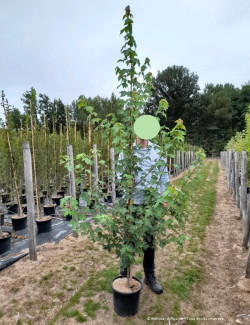 ACER rubrum ARMSTRONG En pot de 15-20 litres forme baliveau